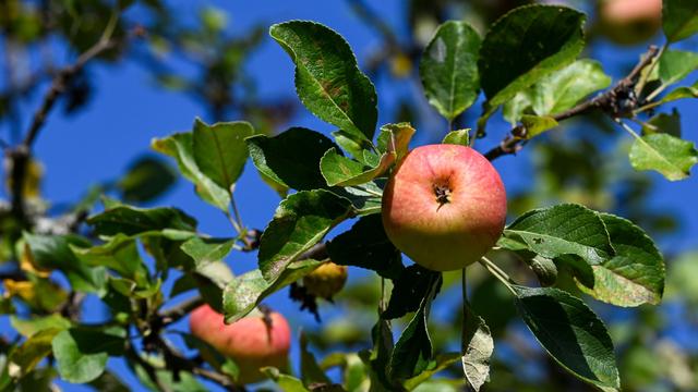 Schätzung der Obstbaubetriebe: Hitze und Trockenheit schmälern Apfelernte