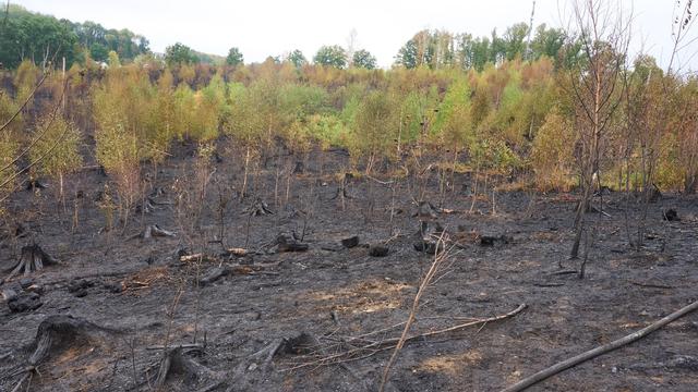 Feuerwehr: Waldbrand-Einsatz im Westerwald beendet