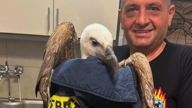 Tiere: Gänsegeier hindert Kreta-Flieger am Abheben