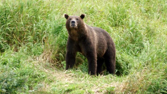 Raubtierangriff: Russland: Bär zerfleischt Camperin im Altai-Gebirge