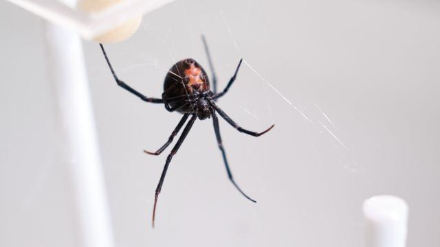 Tiere: Schwarze-Witwe-Männchen vererben Trick gegen Tod beim Sex