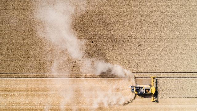 Agrar: Weniger Winterweizen und Raps – Landwirte kämpfen mit Dürre
