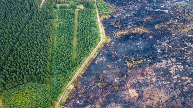 Fotografie: Straße trennt verkohlte Fläche von verschontem Wald im Hohen Venn