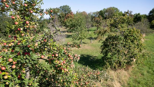 Zu viel Sonne, zu wenig Wasser: Folgen der Hitze: Obstbauern fürchten geringere Ernteerträge