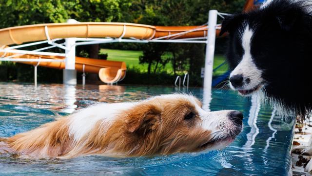 In drei Bädern: Hunde dürfen wieder in Berliner Freibädern planschen