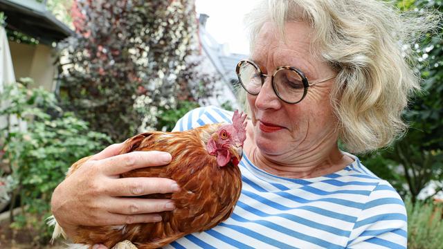 Tierwohl statt Quälerei: Nach Knochenjob im Stall: Zuflucht im Garten für Legehennen