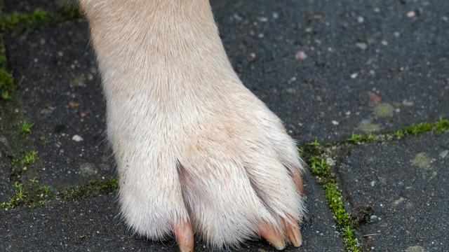 Unfall mit Tier: Hund wird von Auto überfahren und stirbt