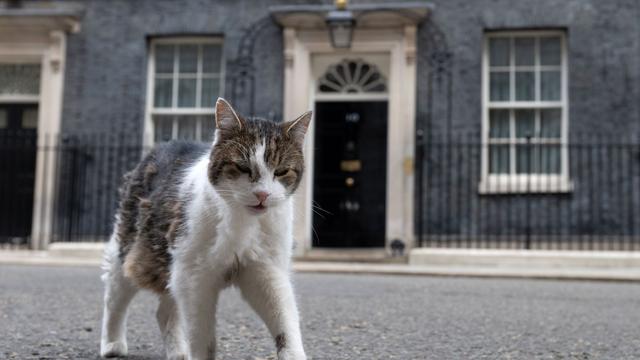 Falsche Todesmeldungen: Kater Larry: Berichte über meinen Tod sind stark übertrieben