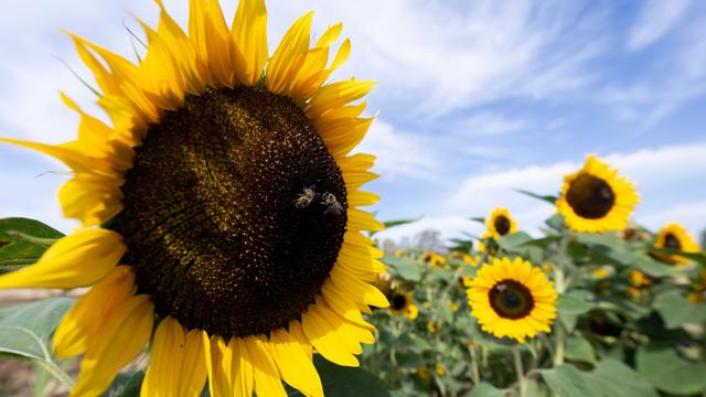 Wettervorhersage: Nach Gewittern kehrt die Sonne nach Hessen zurück