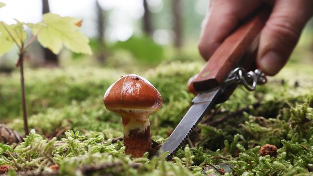 Warten auf Regen: Pilzsaison bleibt bislang aus - so ist die Prognose