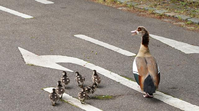 Tiere im Verkehr: Entenfamilie überfahren – Verstoß gegen Tierschutzgesetz?