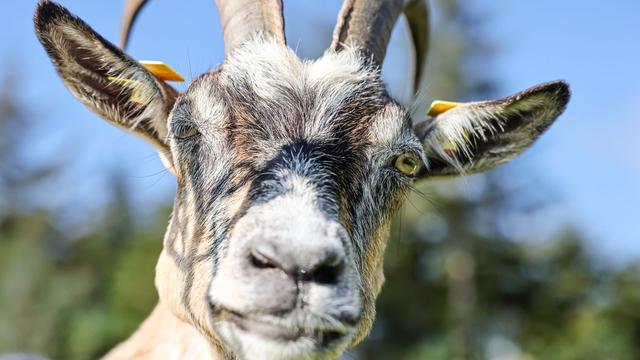 Ungewöhnlicher Einsatz: Polizisten auf Ziegenjagd statt auf Verbrecherjagd