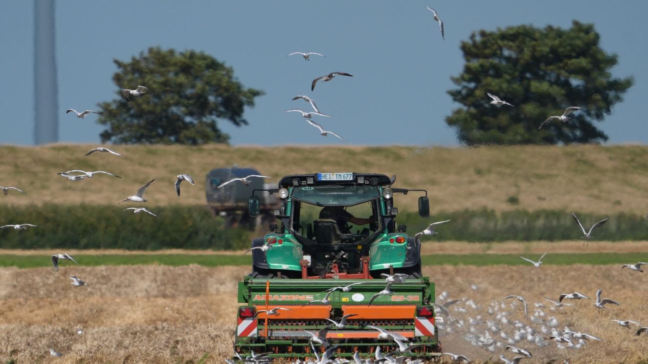 Landwirtschaft im Norden: Durchwachsene Erntebilanz in Schleswig-Holstein