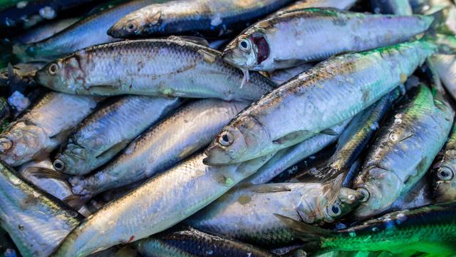 Fischfang: Ende für Hering-Fang in der Ostsee? Vorschlag aus Brüssel