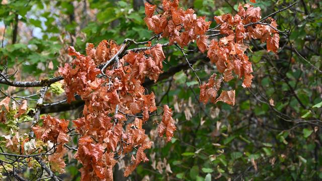 Folgen des Sommers: Neue Bäume trotzen Trockenheit - Waldumbau zeigt Wirkung