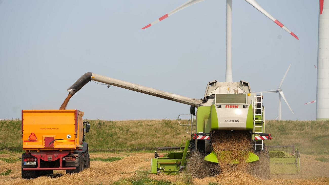 Landwirtschaft im Norden: Schwächere Getreideernte in Schleswig-Holstein