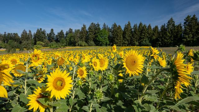Wetterbericht: Sonne satt und 28 Grad zum Wochenstart