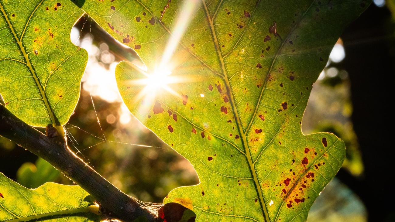 Wetter: Sonnige Tage im Norden – Donnerstag Gewitter möglich