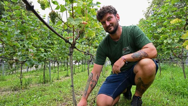 Winzer in der Großstadt: Weinanbau in Berlin: Warum Trockenheit ein Vorteil ist