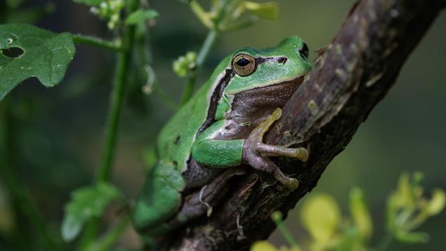 Auf die Sprünge helfen: Nachzucht und neue Gewässer - Hoffnung für den Laubfrosch