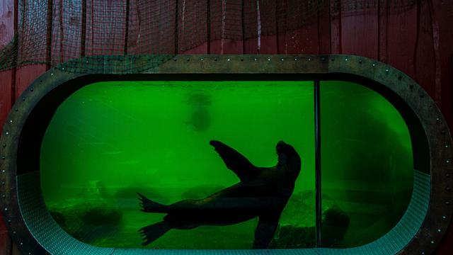 Zoo in Tschechien: Puppenkopf verschluckt – Zoo trauert um letzte Mähnenrobbe