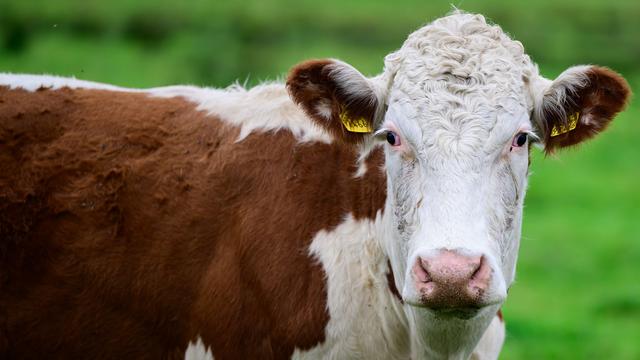 55 Tiere betroffen: Rinderbestand in Schopfheim nach Verstößen aufgelöst