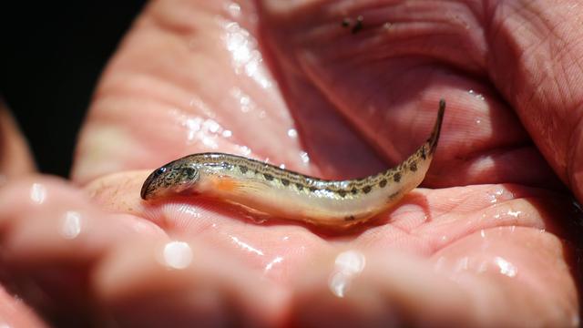 Tiere in Hamburg: Stint, Aal und Co. - Viele Hamburger Fische sind gefährdet