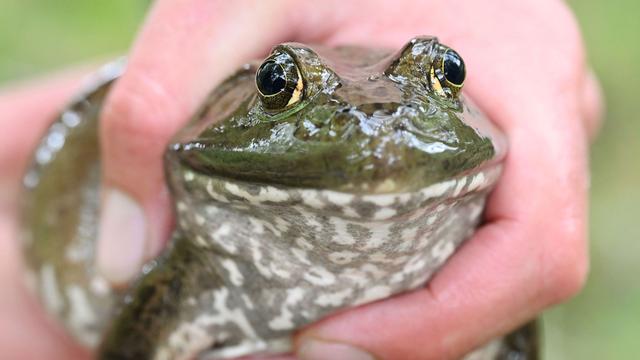 Hot Summer Fuels Spread of Invasive Bullfrog in Germany