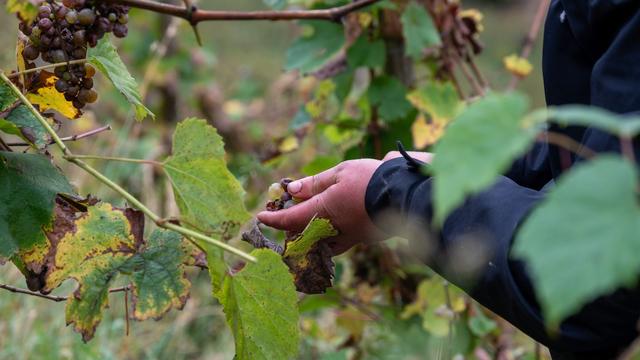 Wein: Früher als üblich: Weinlese an der Obermosel startet