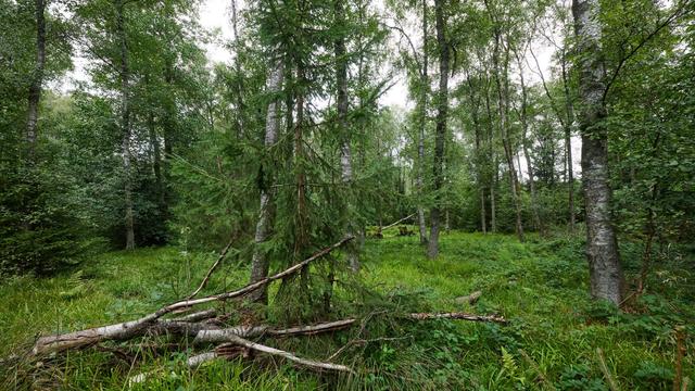 Debatte um Bewerbung: Nationalpark Rothaarkamm? Streit um Schutz und Nutzung