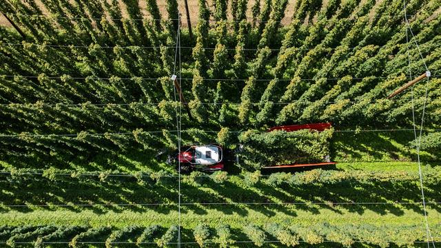 Hop Growers Face Existential Crisis Amid Falling Beer Demand and Heat