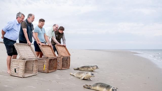 Auswilderung in der Nordsee: Aufgepäppelte Seehunde kehren zurück ins Wattenmeer