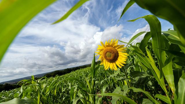 Wetter in Bayern: Freibad- und Ausflugswetter mit viel Sonne
