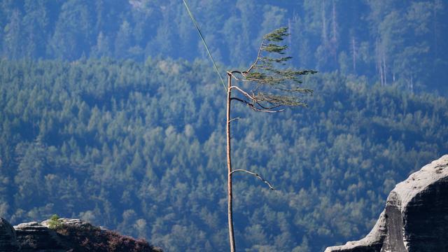 Sturmschäden: Hubschrauber fliegen Sturmholz aus der Sächsischen Schweiz