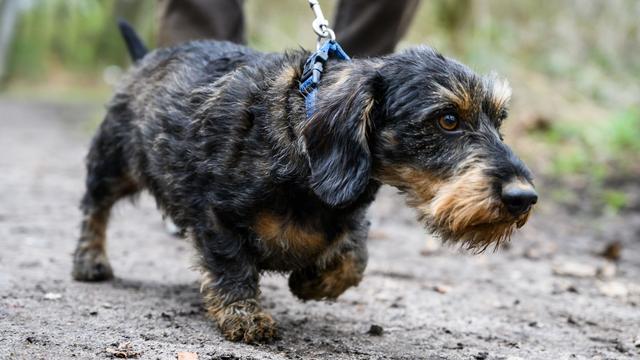 Übernachtung bei der Polizei: Hund im Kasseler Hauptbahnhof ausgesetzt
