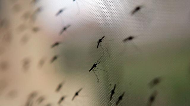 Gesundheit und Mücken: Malaria am Flughafen: Klimawandel spielt nur kleine Rolle