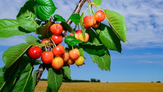 Erntebilanz in Brandenburg: Mehr Getreide, viele Erdbeeren – aber der Spargel schwächelt