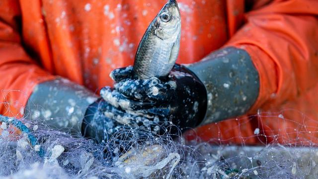 Fischerei in der Ostsee: Ministerin gegen EU-Pläne zur Heringsfischerei