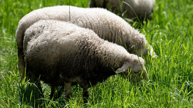 Vierbeinige Naturschützer: Schafsherde pflegt Wiese im Eichsfeld