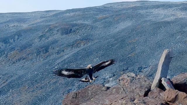 Tier und Technik: Steinadler greift Drohne an - Absturz