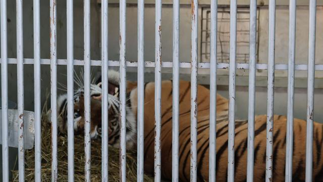 Raubkatzen: Tiger aus Sachsen machen erste Schritte in Spanien