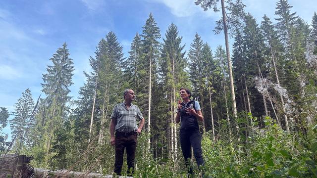 Naturschutz: Erfolgreicher Kampf gegen Borkenkäfer im Bayerischen Wald
