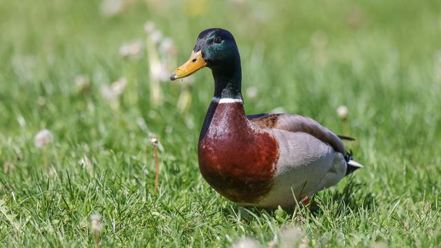 Tierquälerei: Stockente durch Schuss verletzt – Polizei sucht Schützen