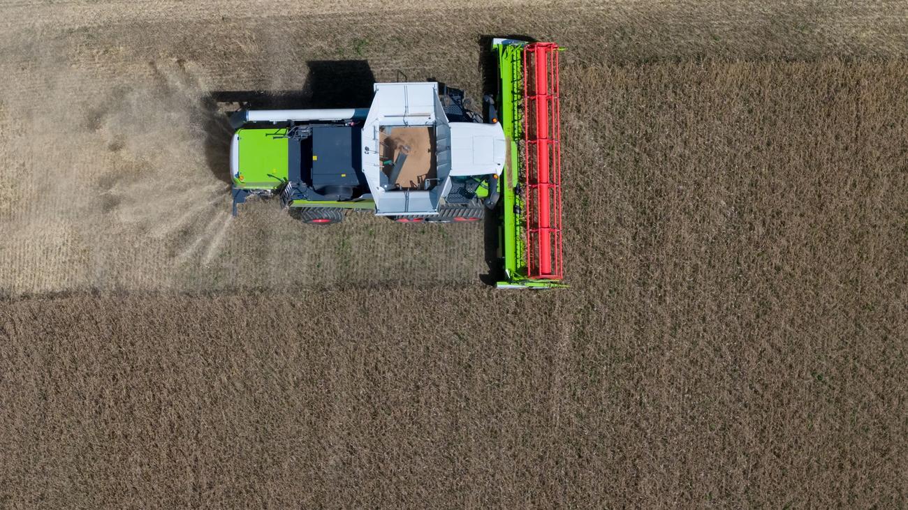 Landwirtschaft: Trockenheit beschert Bauern schlechte Getreideernte