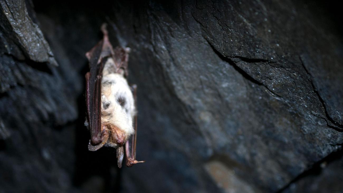 Tierschutz: Bedrohte Tiere - wie es um Fledermäuse in Thüringen steht