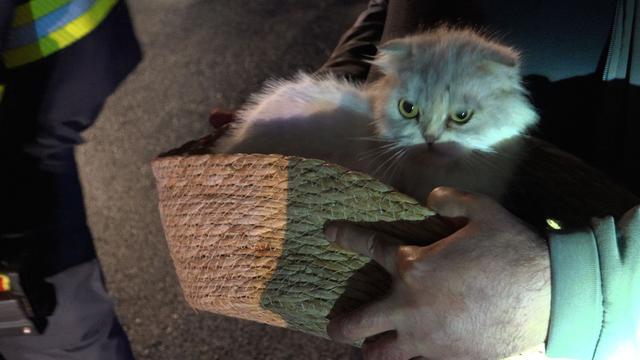 Eppelborn: Feuerwehr rettet Katze aus brennendem Doppelhaus