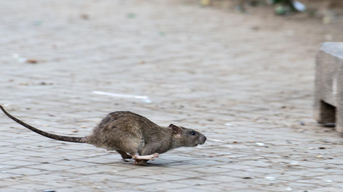 Kampagne gegen Schädlinge: Nager auf dem Rückzug? New York meldet weniger Ratten
