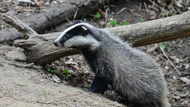 Tierischer Täter: Polizei sucht Störer der Totenruhe - und findet Dachs