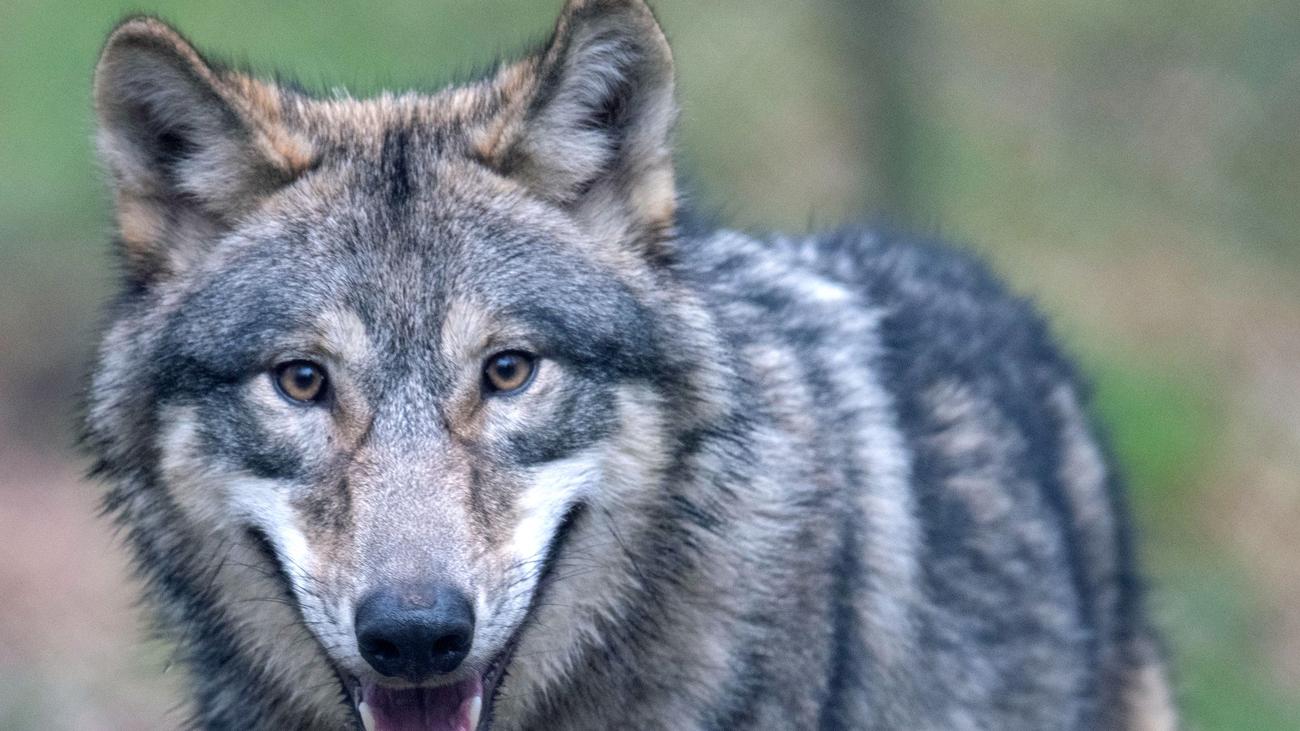 Wolfsrisse in SH: Rund 136 Nutztiere in diesem Jahr von Wölfen getötet