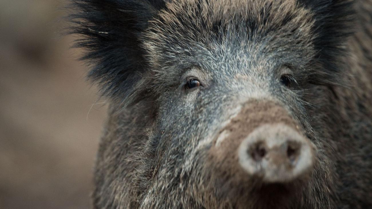 Wildtiere: Ungebetene Gäste - Wildschweine verwüsten Grabstätten